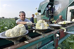 Poolse arbeiders oogsten bloemkool