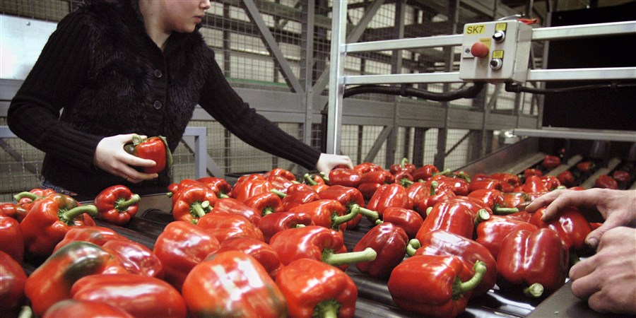 controle van rode paprika's