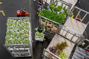 Bloemen en planten op de veiling