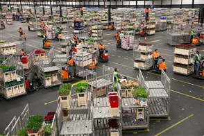 Hal op bloemenveiling vol met karren bloemen