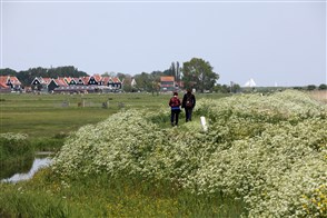 Twee wandelaars op een bloemrijke dijk op het eiland Marken. Op de achtergrond zijn de karakteristieke huisjes van het eiland te zien.’
